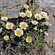 Leucanthemum vulgare