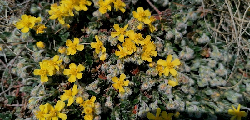 Helianthemum oelandicum - © Barry Stewart