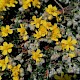 Helianthemum oelandicum