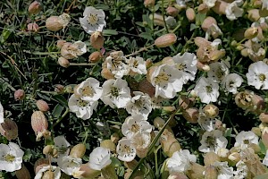 Silene uniflora Sea Campion