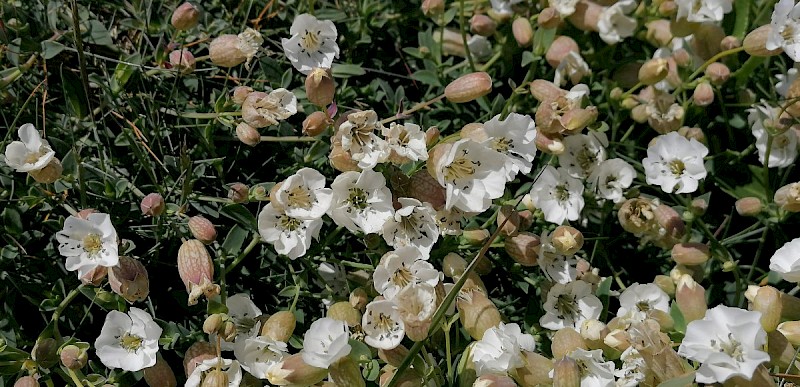 Silene uniflora - © Barry Stewart