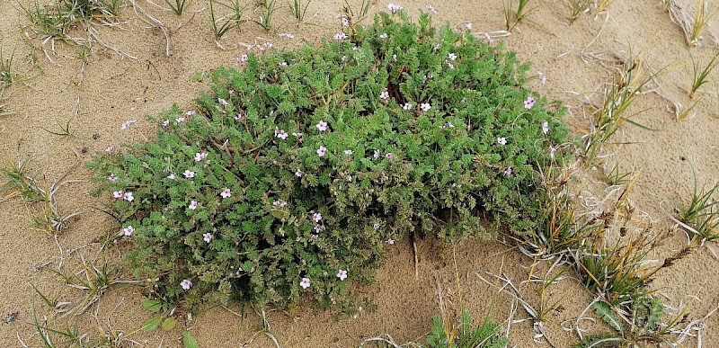 Erodium cicutarium - © Barry Stewart