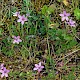 Erodium cicutarium