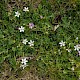 Erodium cicutarium