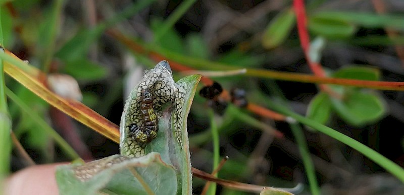 Salix repens - © Barry Stewart