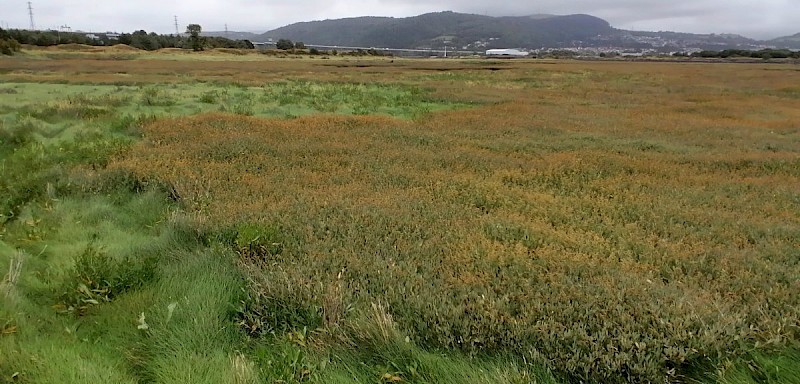 Atriplex portulacoides