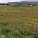 Atriplex portulacoides