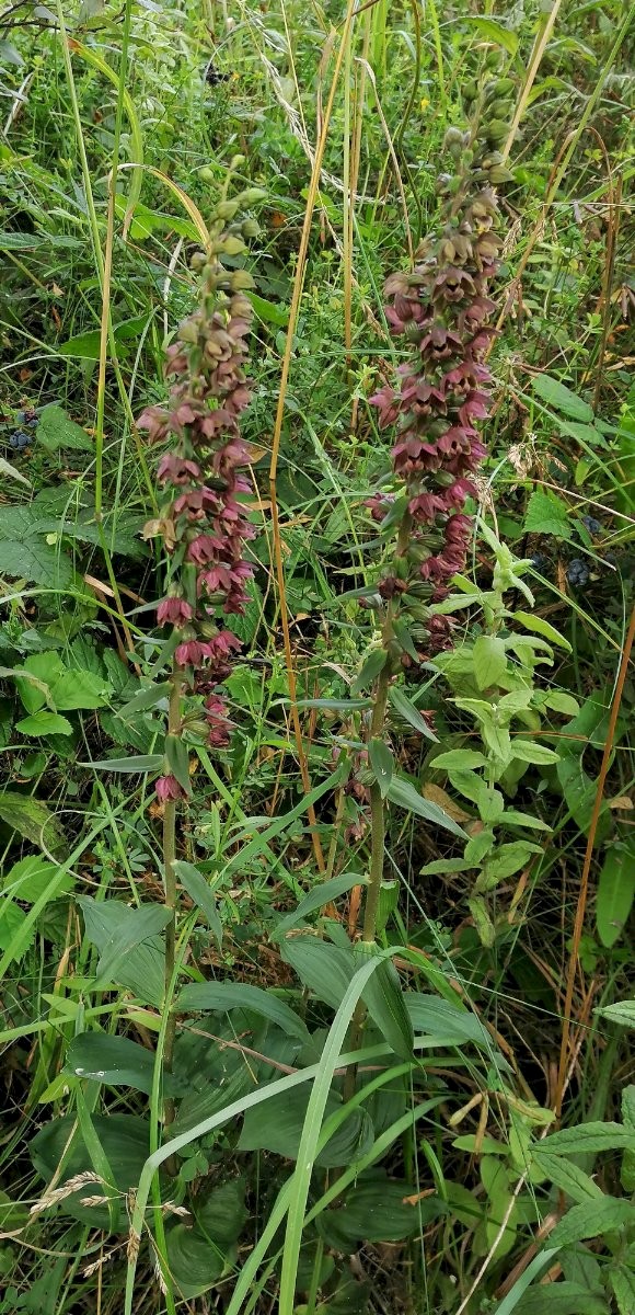 Epipactis helleborine - © Barry Stewart