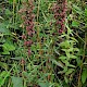 Epipactis helleborine