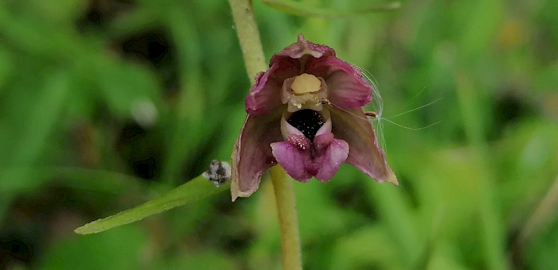 Epipactis helleborine - © Barry Stewart