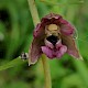 Epipactis helleborine