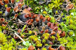 Peltigera hymenina 