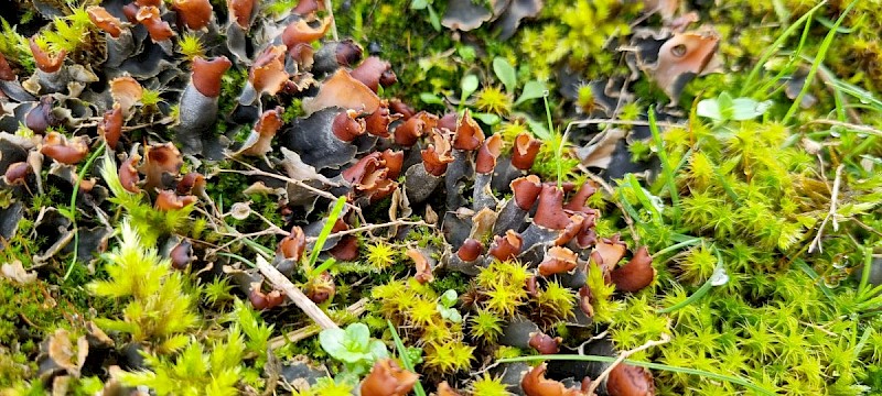 Peltigera hymenina - © Barry Stewart