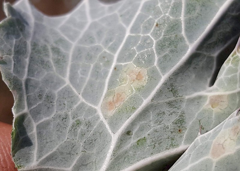 Entyloma eryngii - © Barry Stewart