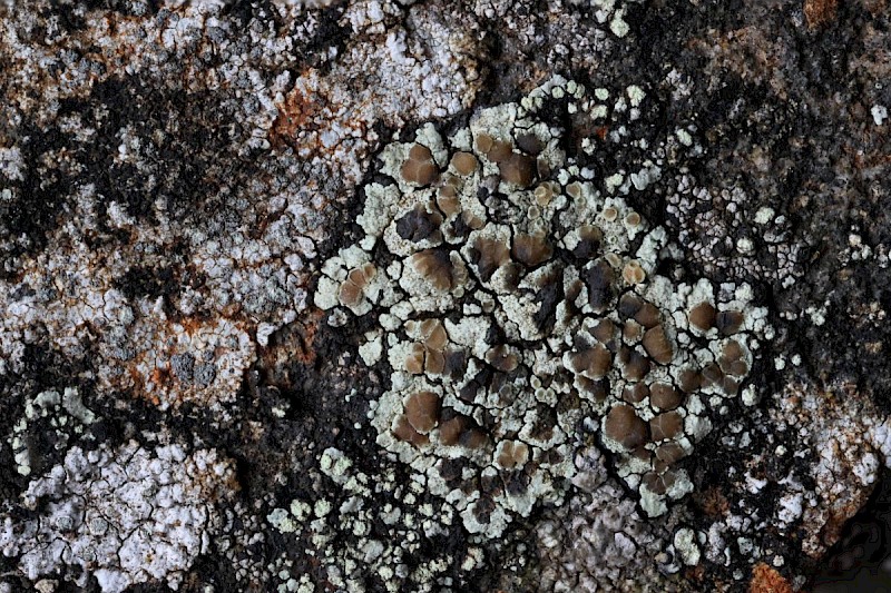 Lecanora intricata - © Barry Stewart