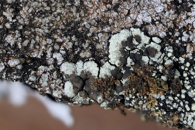 Lecanora intricata - © Barry Stewart