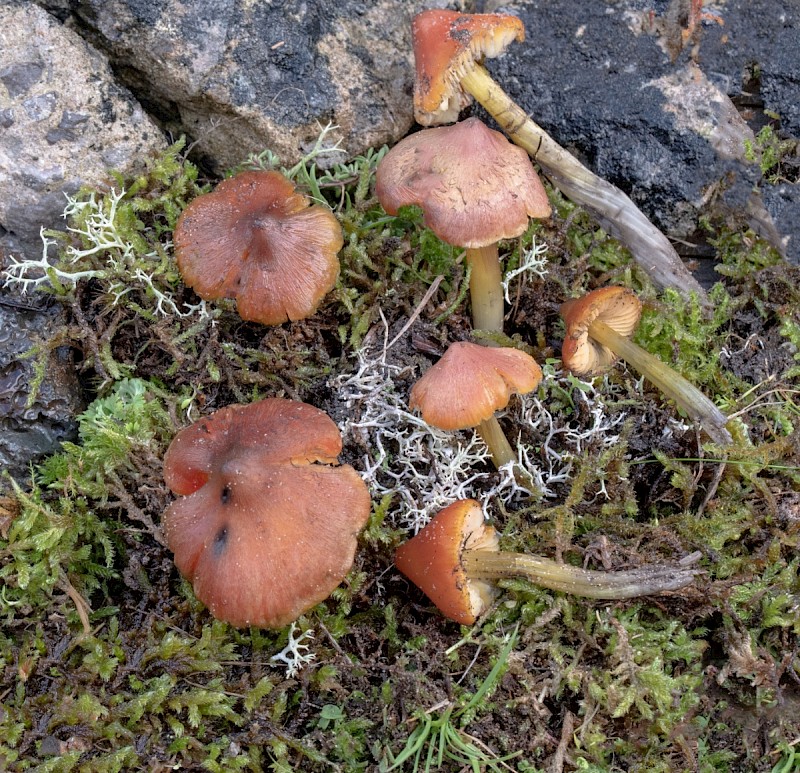 Hygrocybe conicoides - © Charles Hipkin