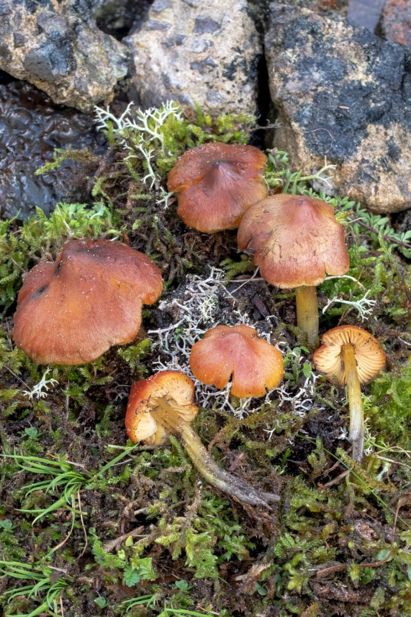 Hygrocybe conicoides - © Charles Hipkin