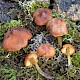 Hygrocybe conicoides