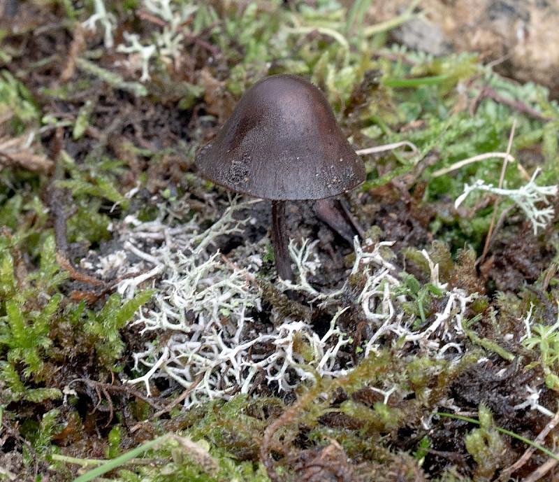 Panaeolus acuminatus - © Charles Hipkin