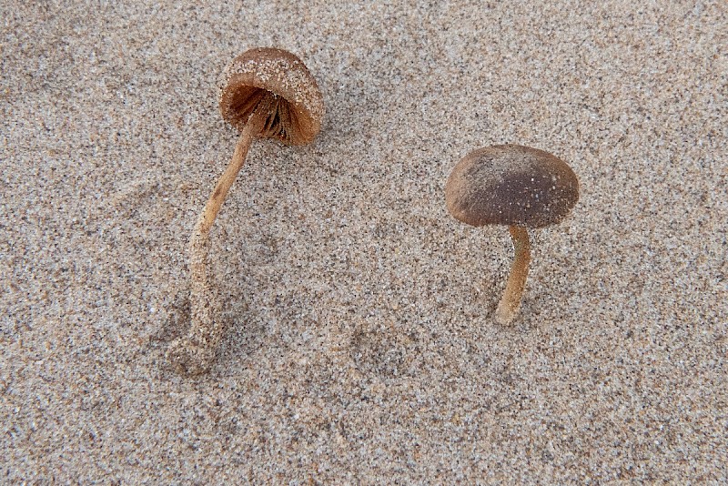 Conocybe dunensis - © Charles Hipkin