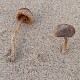 Conocybe dunensis