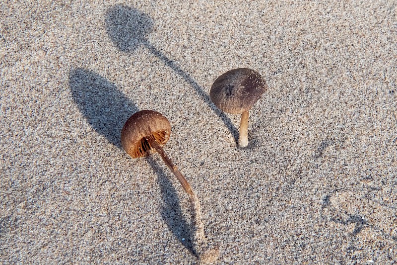 Conocybe dunensis - © Charles Hipkin