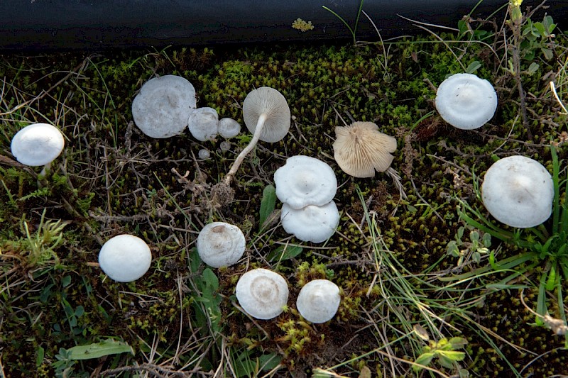 Clitocybe rivulosa - © Charles Hipkin