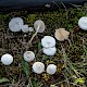 Clitocybe rivulosa