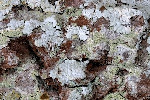 Pyrrhospora quernea Oak Lichen