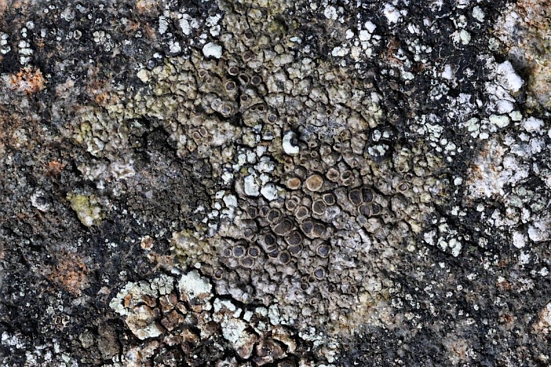 Lecanora gangaleoides - © Barry Stewart