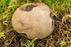 Lycoperdon utriforme Mosaic Puffball