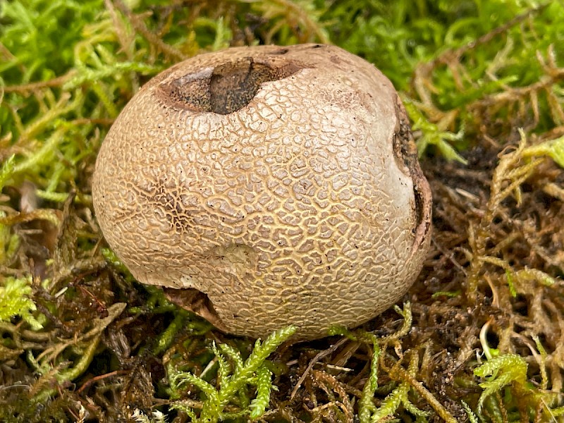 Lycoperdon utriforme - © Charles Hipkin