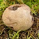 Lycoperdon utriforme