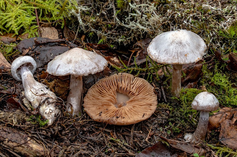 Cortinarius acutispissipes - © Charles Hipkin