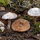 Cortinarius acutispissipes