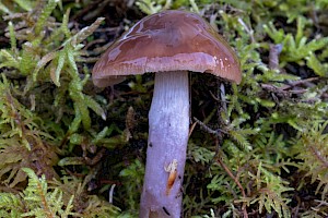 Cortinarius collinitus Blue-Girdled Webcap