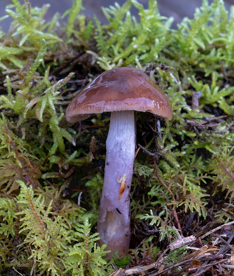 Cortinarius collinitus - © Charles Hipkin