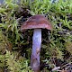 Cortinarius collinitus