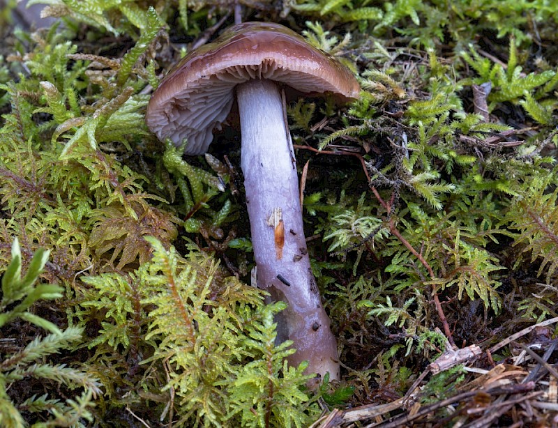 Cortinarius collinitus - © Charles Hipkin