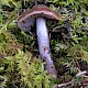 Cortinarius collinitus