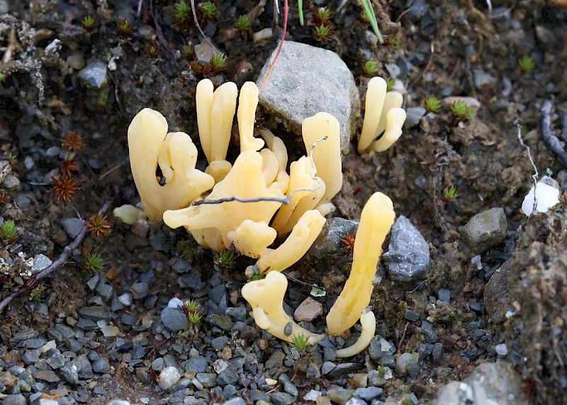 Clavaria argillacea - © Barry Stewart