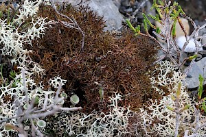 Cetraria muricata Prickly Lichen