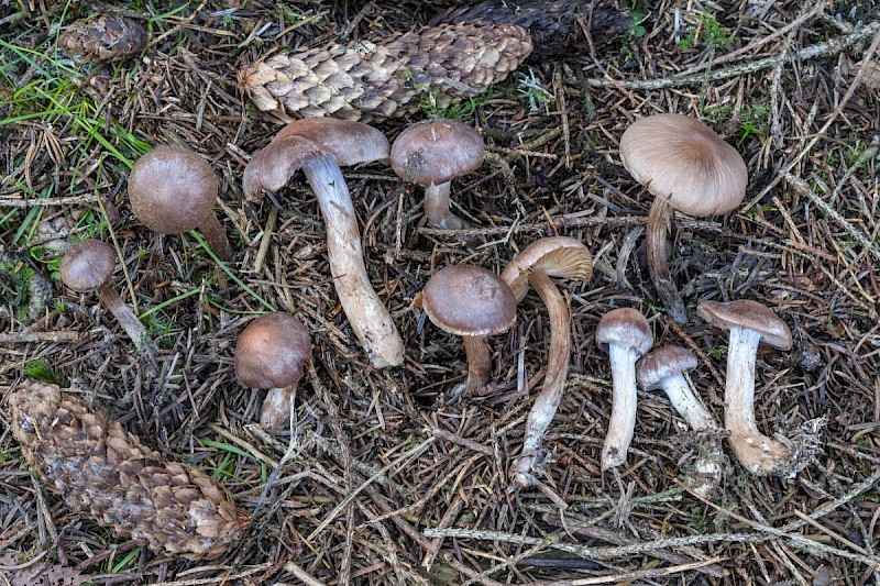 Cortinarius kauffmanianus - © Charles Hipkin