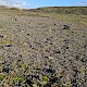 Cladonia pocillum