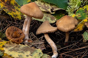 Cortinarius raphanoides 