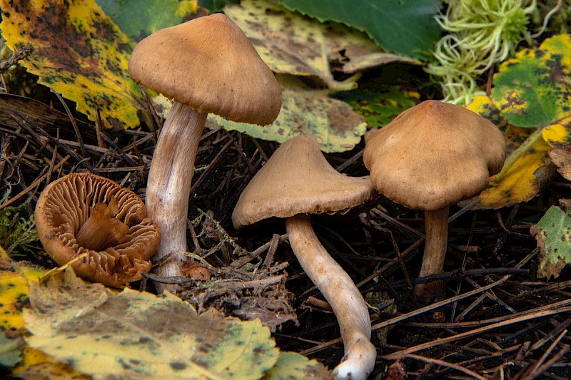 Cortinarius raphanoides - © Charles Hipkin