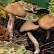 Cortinarius raphanoides