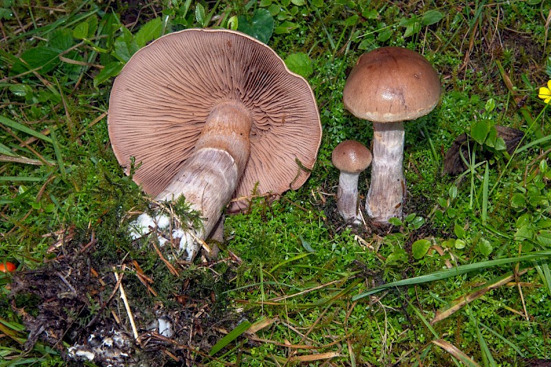 Cortinarius anomalus - © Charles Hipkin