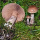 Cortinarius anomalus